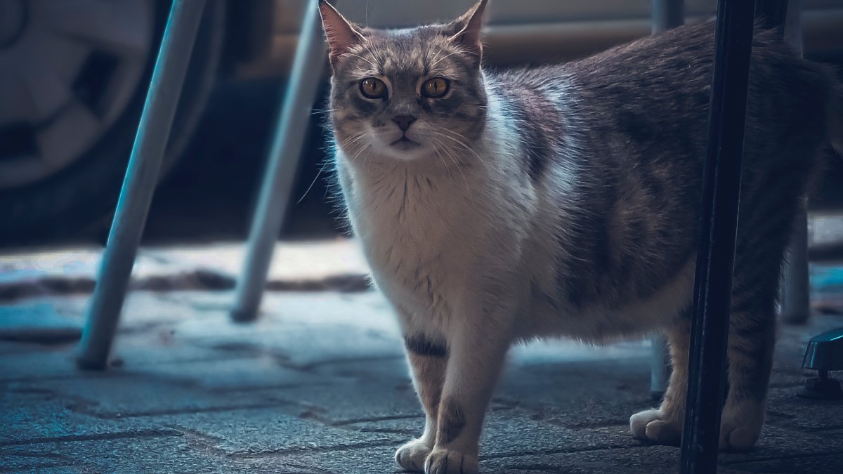 Охос азулес черный