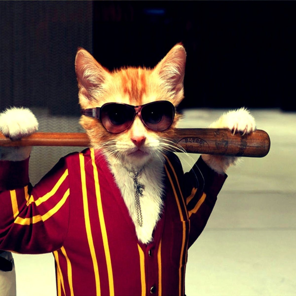 Блатной кот на аву