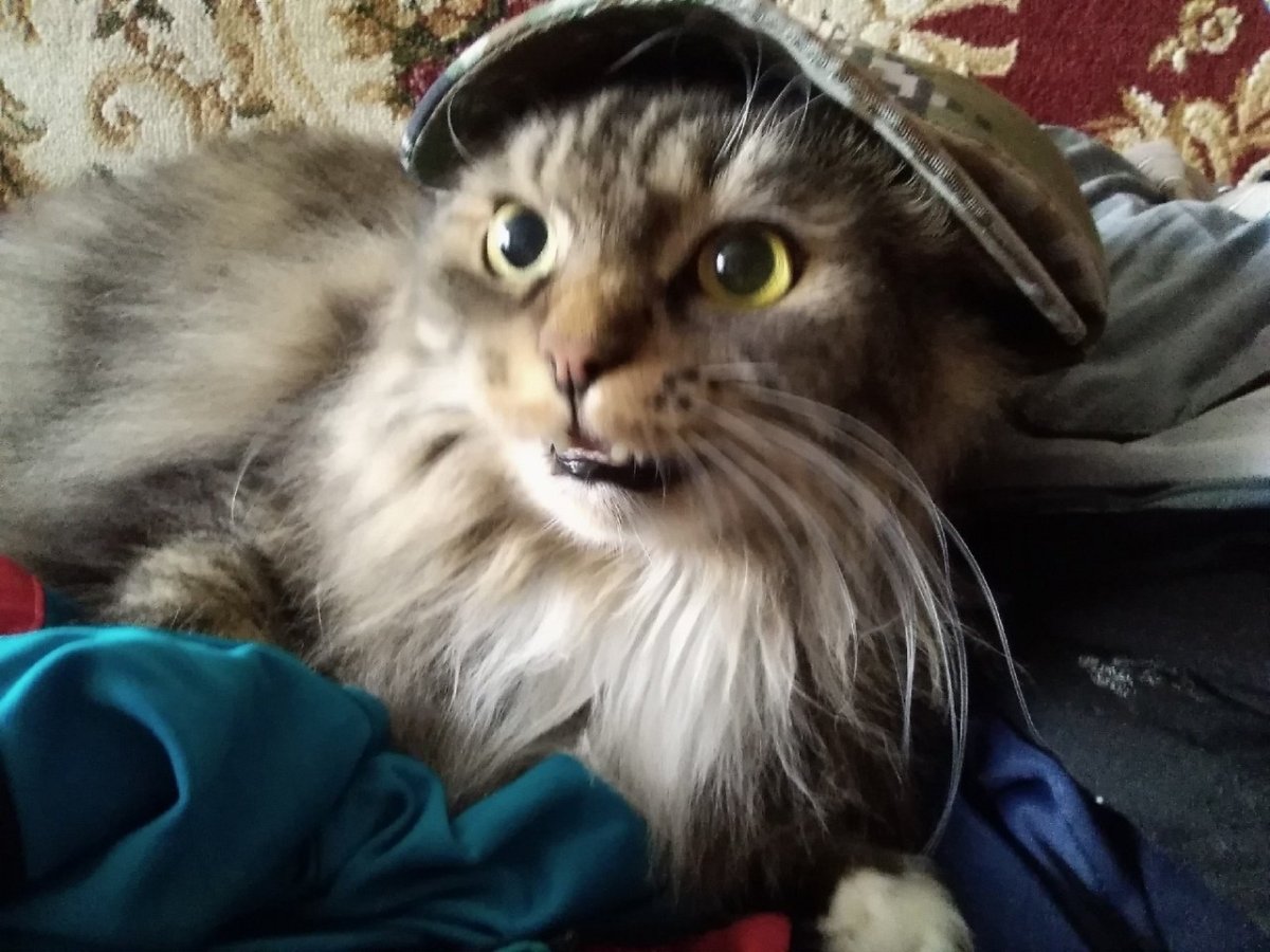 Коты в адидасе