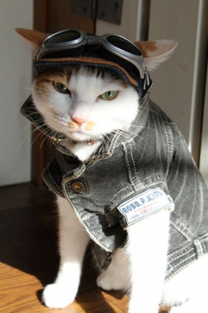 Кот с ружьем