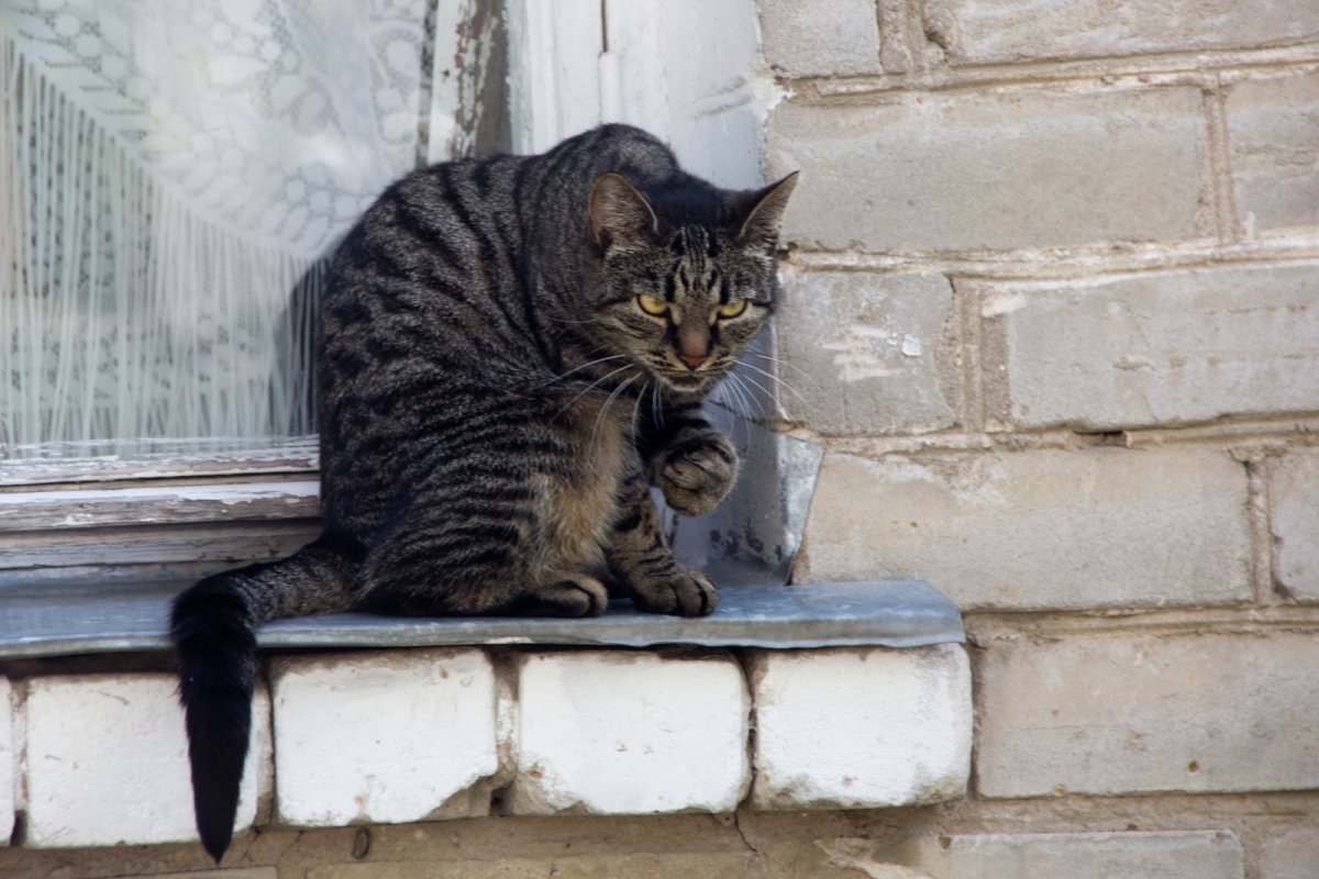 Кот гопник мяу