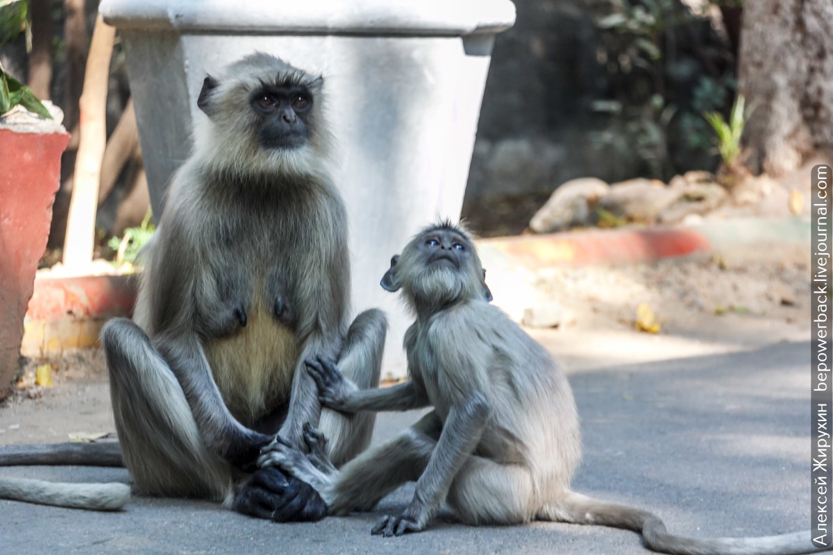 Ава песика в шапке