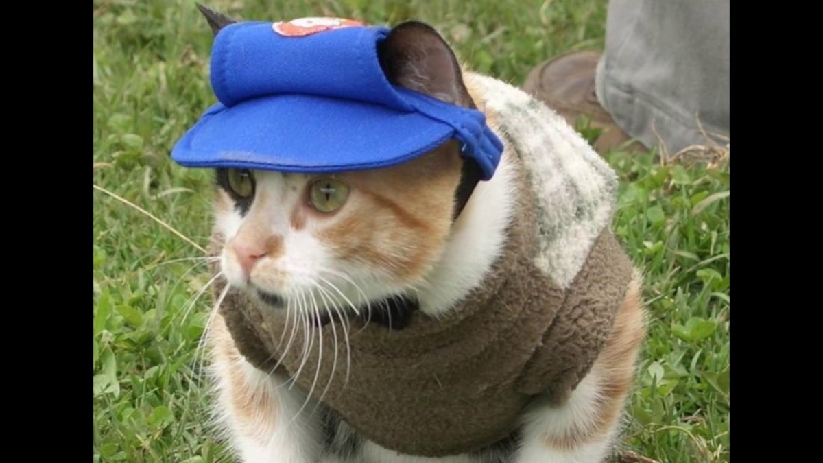 Смешные коты гопники