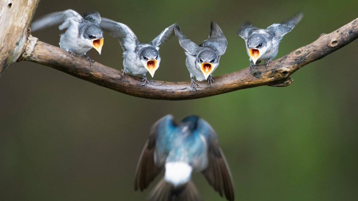 Птенец синицы лазоревки