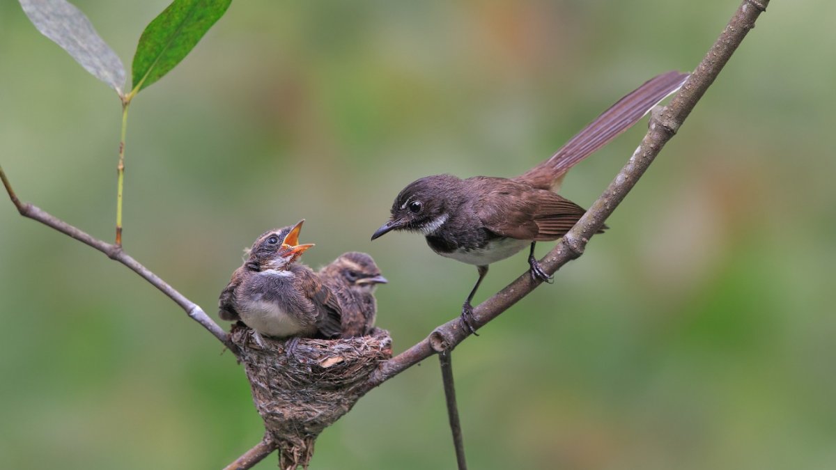 Большая синица птенцы