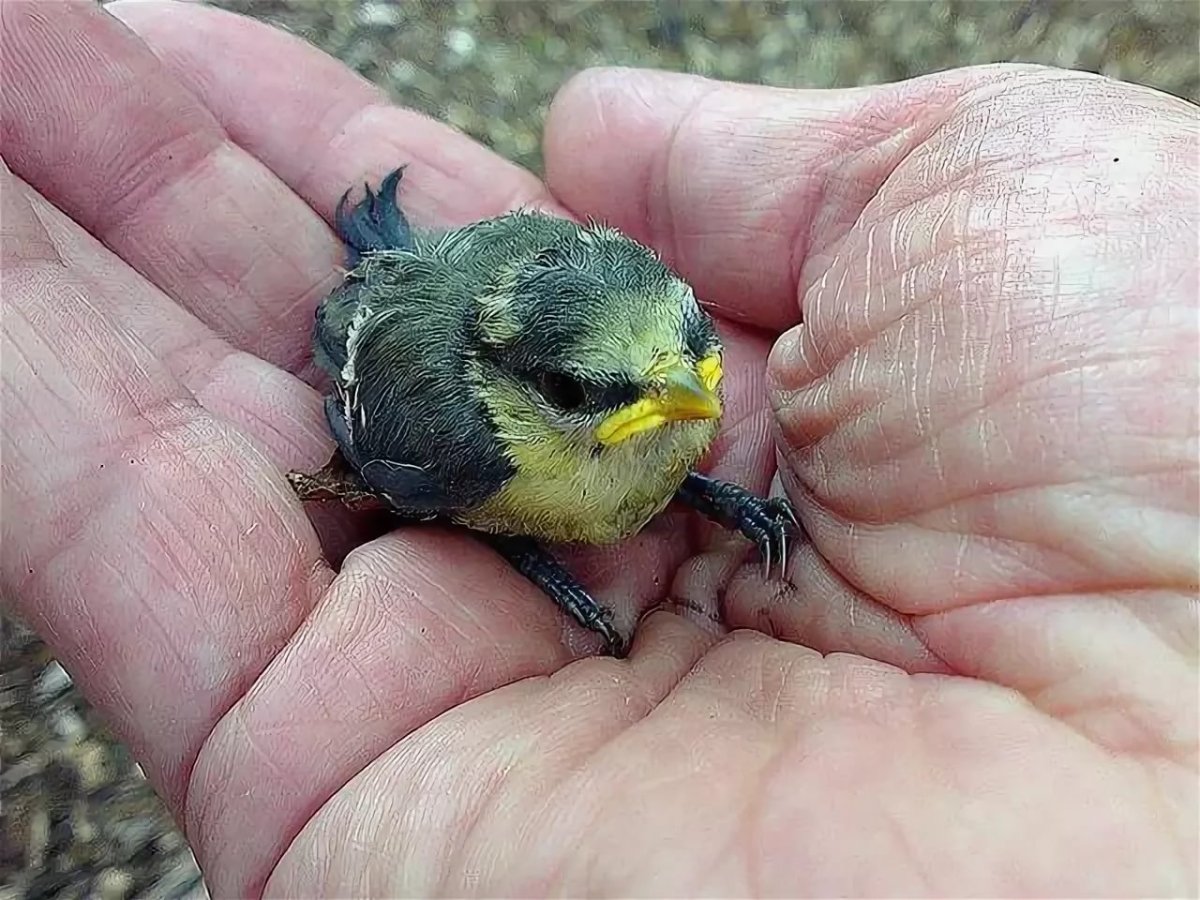 Птенец синички