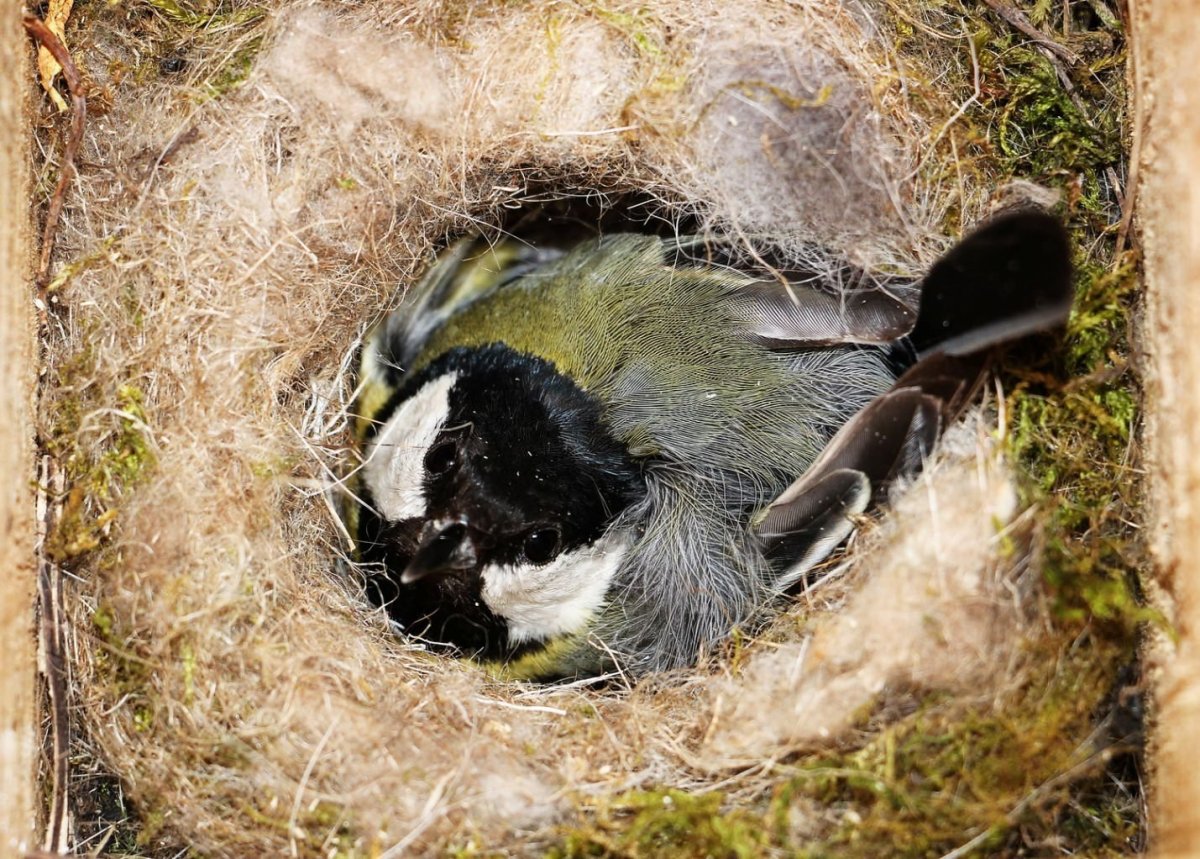 Обыкновенная лазоревка птенец