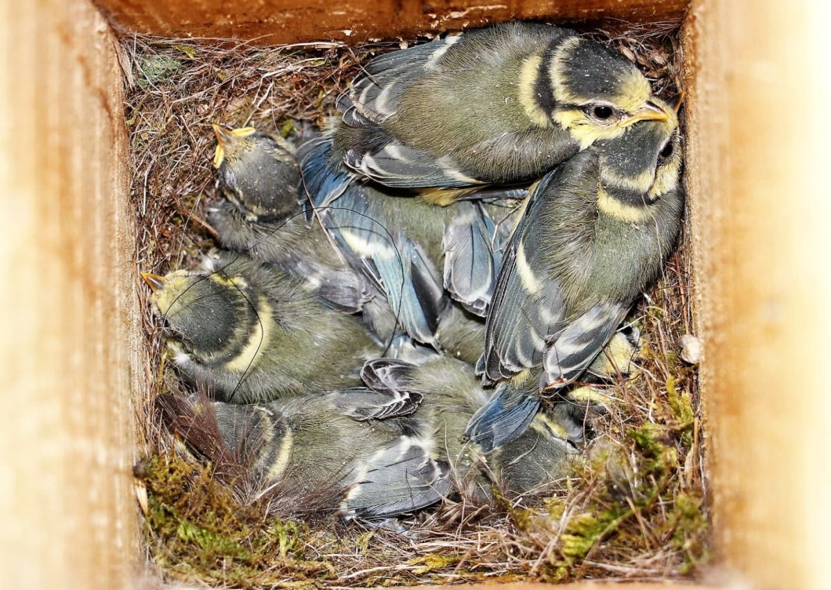 Синичка на пальце