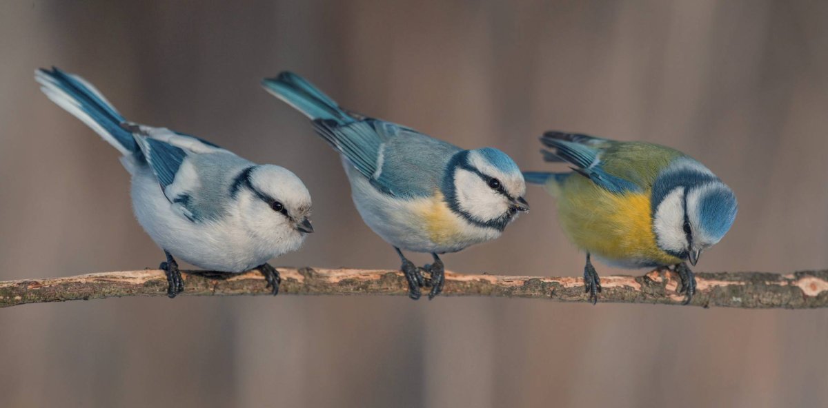 Обыкновенная лазоревка гнездо