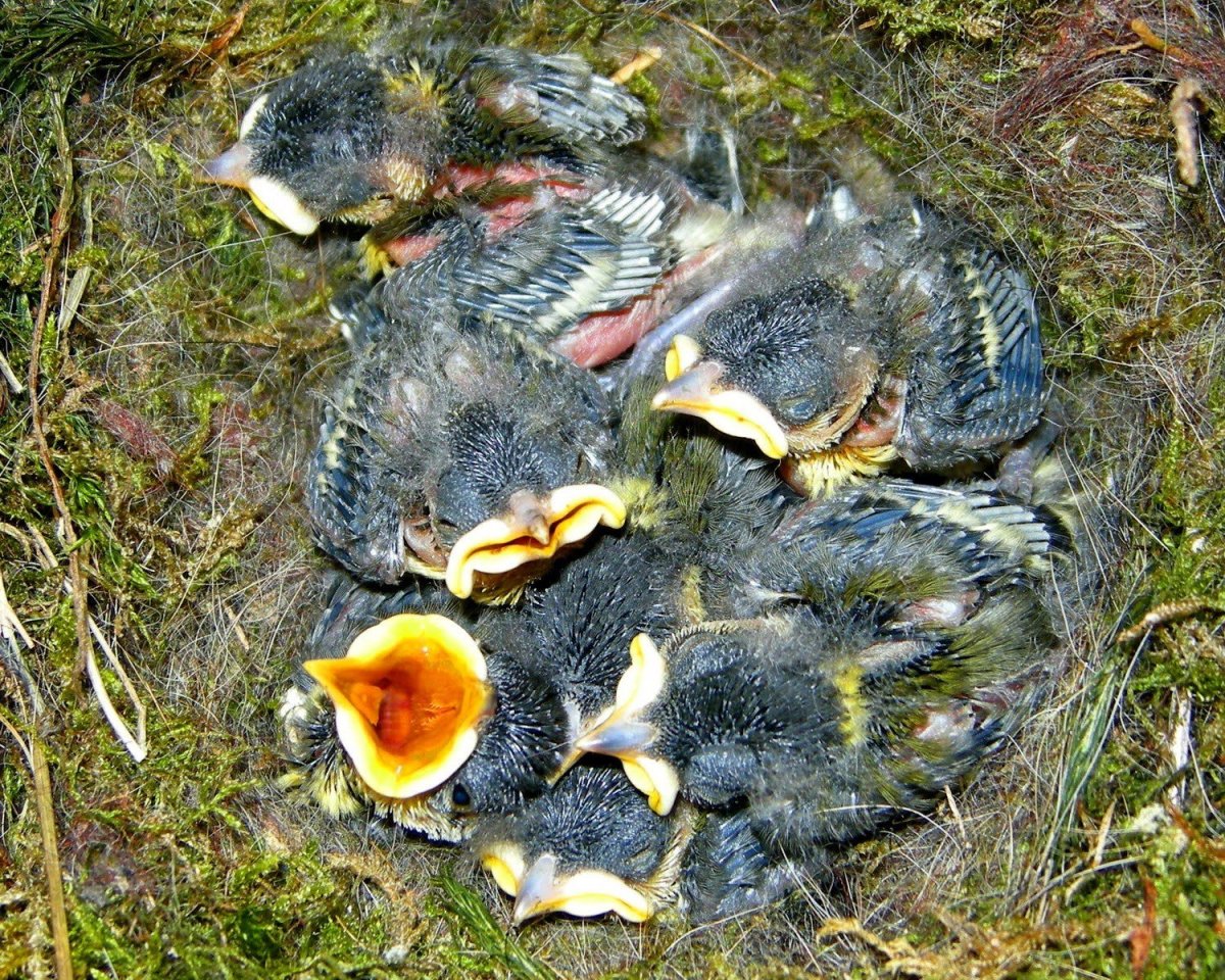 Гнездо птицы для детей