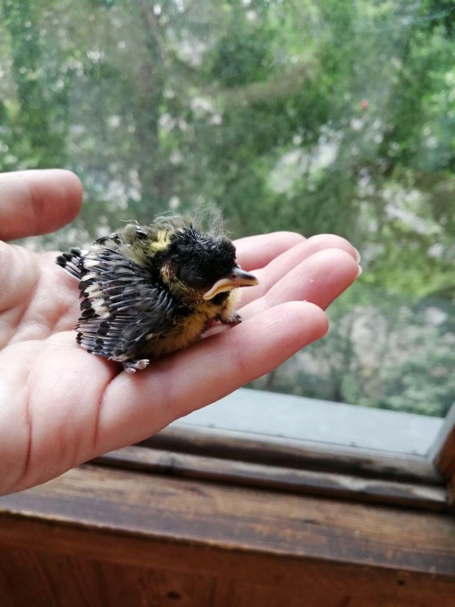 Синичка на ветке