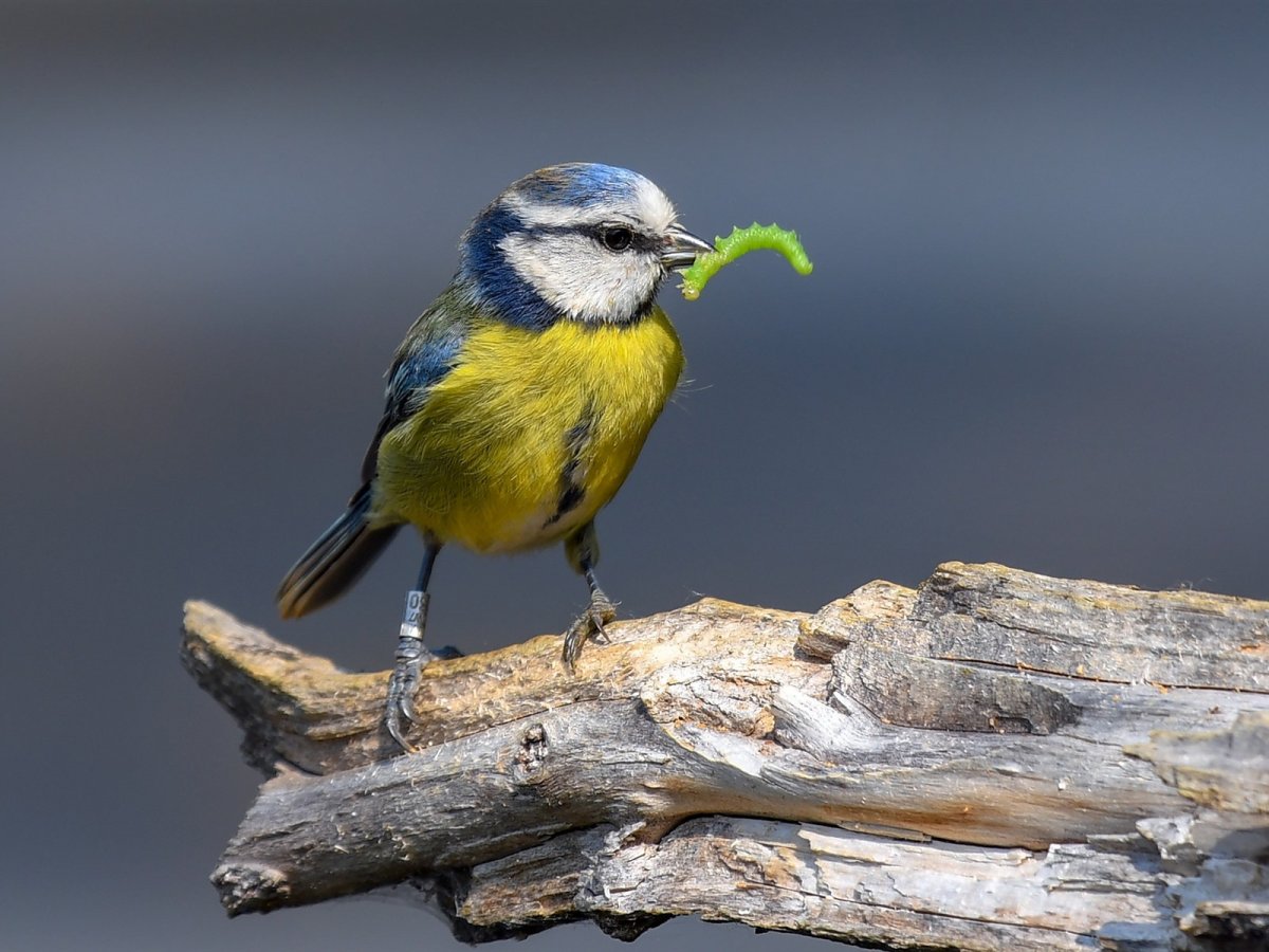 Гнездо жаворонка с птенцами