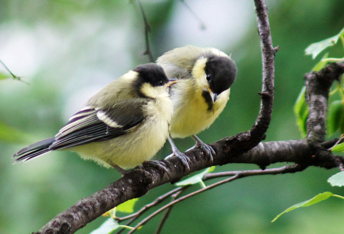 Синички в Москве