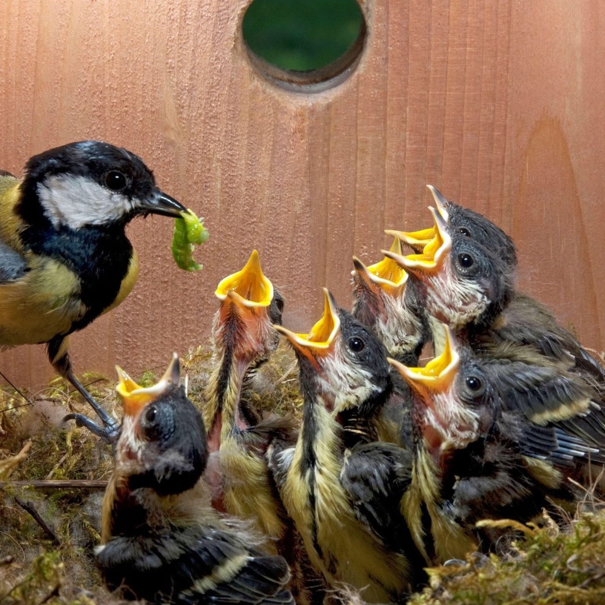 Птенец лазоревки