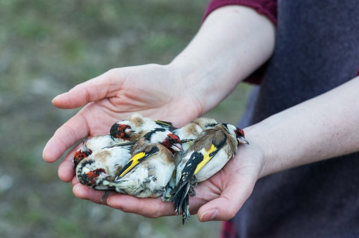Гнездование и выкармливание птенцов