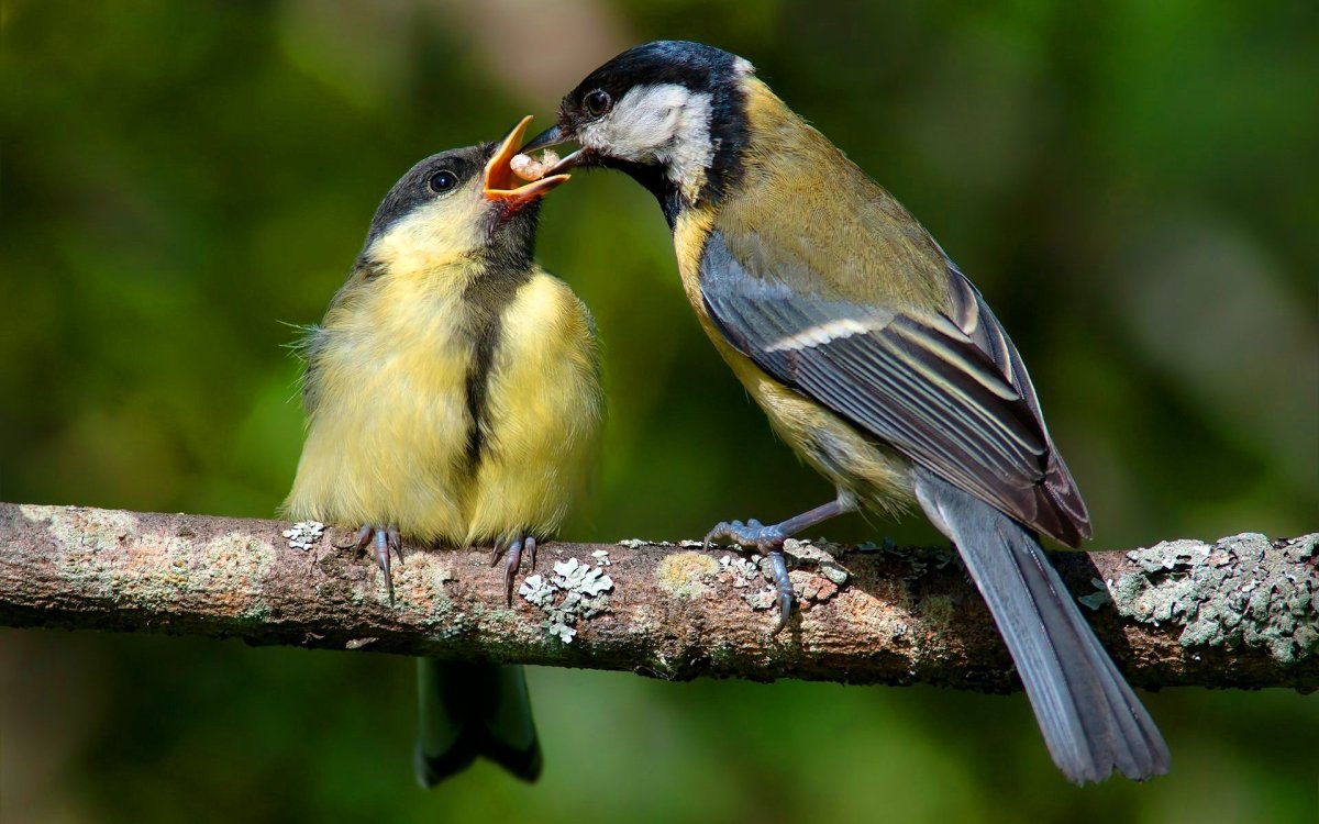 Птенец с открытым клювом