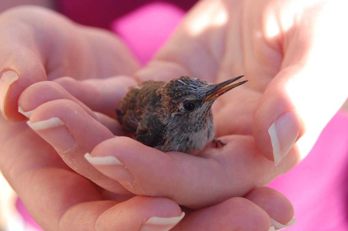 Милые птенцы