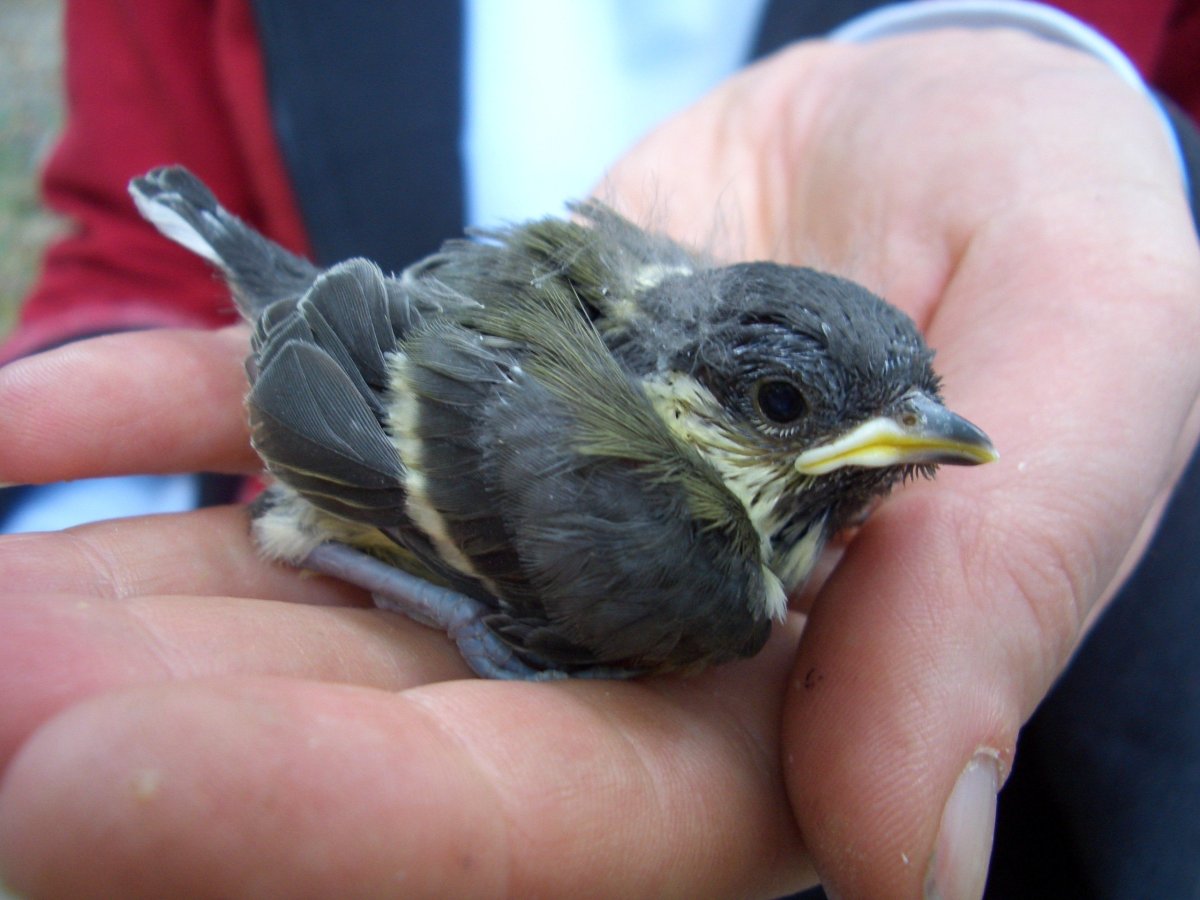 Птенец лазоревки