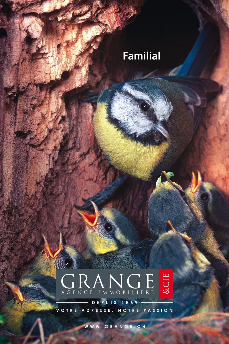 Птенец синицы