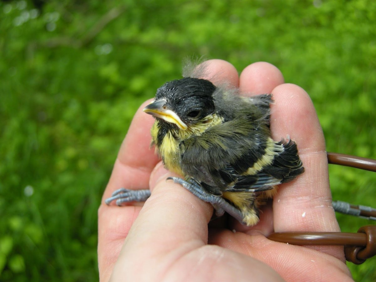 Птенец синицы лазоревки