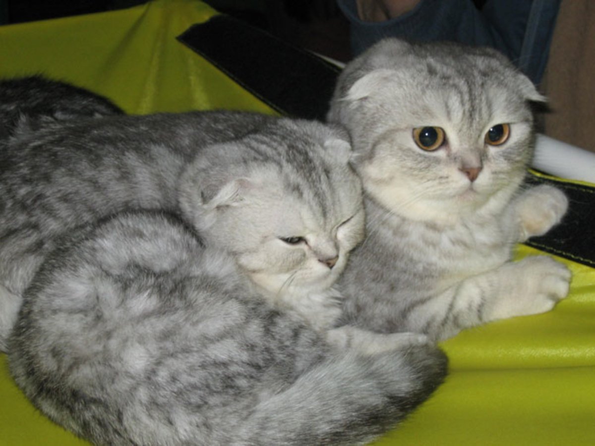 Котенок британец помесь