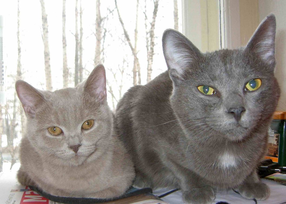 Немецкая вислоухая кошка котенок