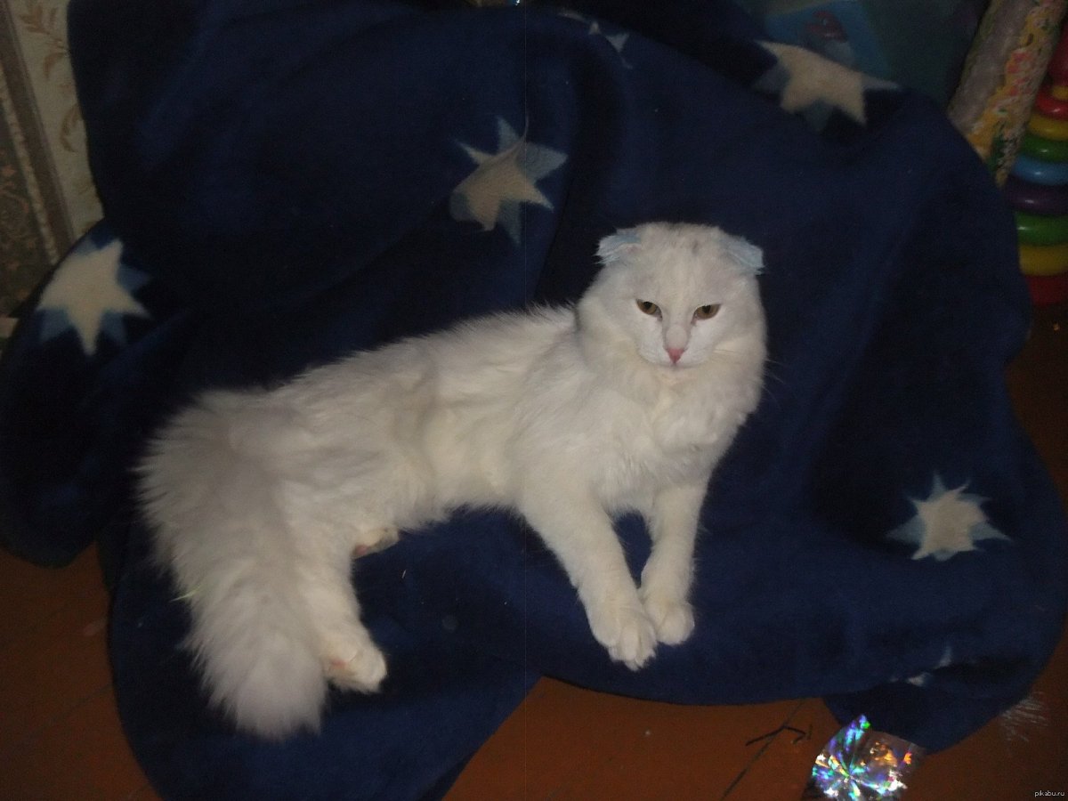 Шотландская вислоухая кошка помесь