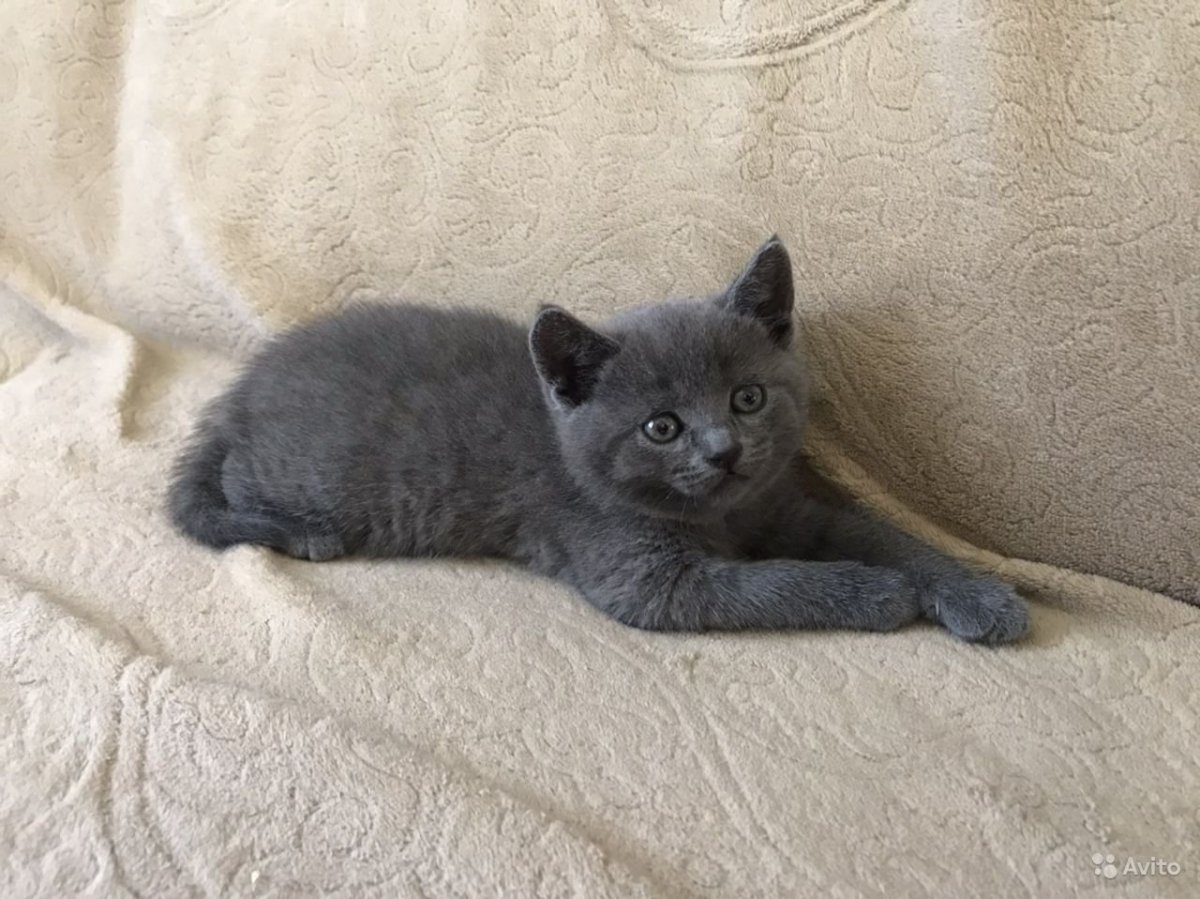 Метис шотландской кошки