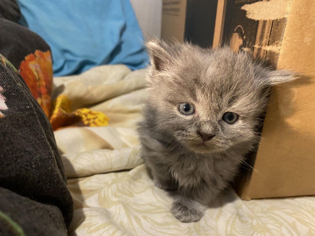 Шотландский котенок расцветка скоттиш