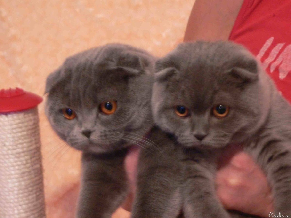 Параметры шотландского котенка