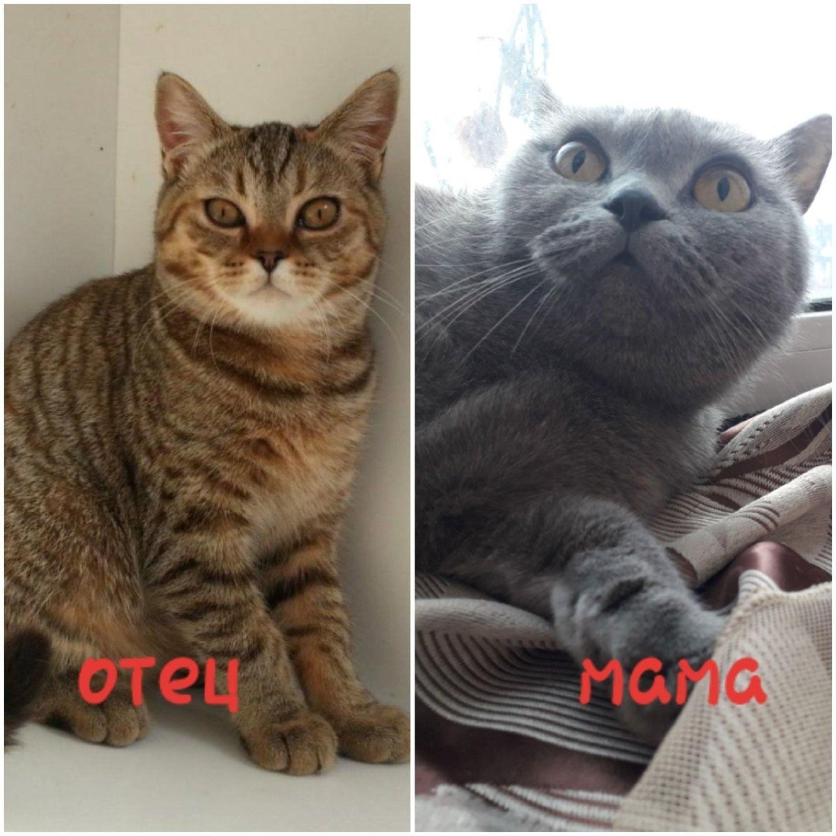 Британские вислоухие котята