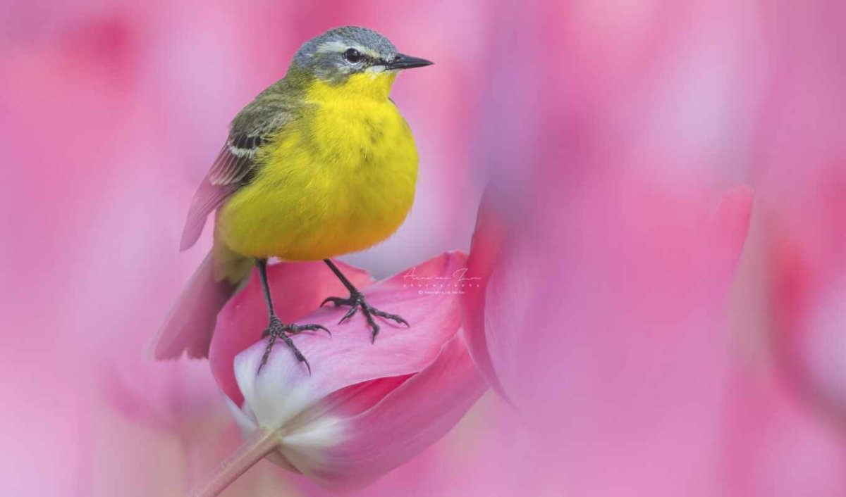 Птички лето 4л