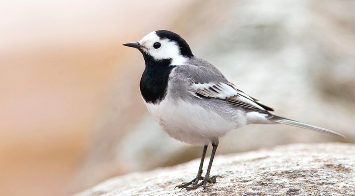 Motacilla Maderaspatensis