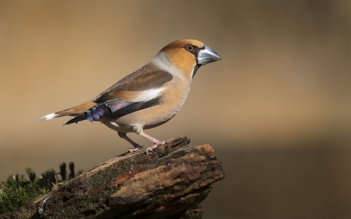 Зарянка горихвостка