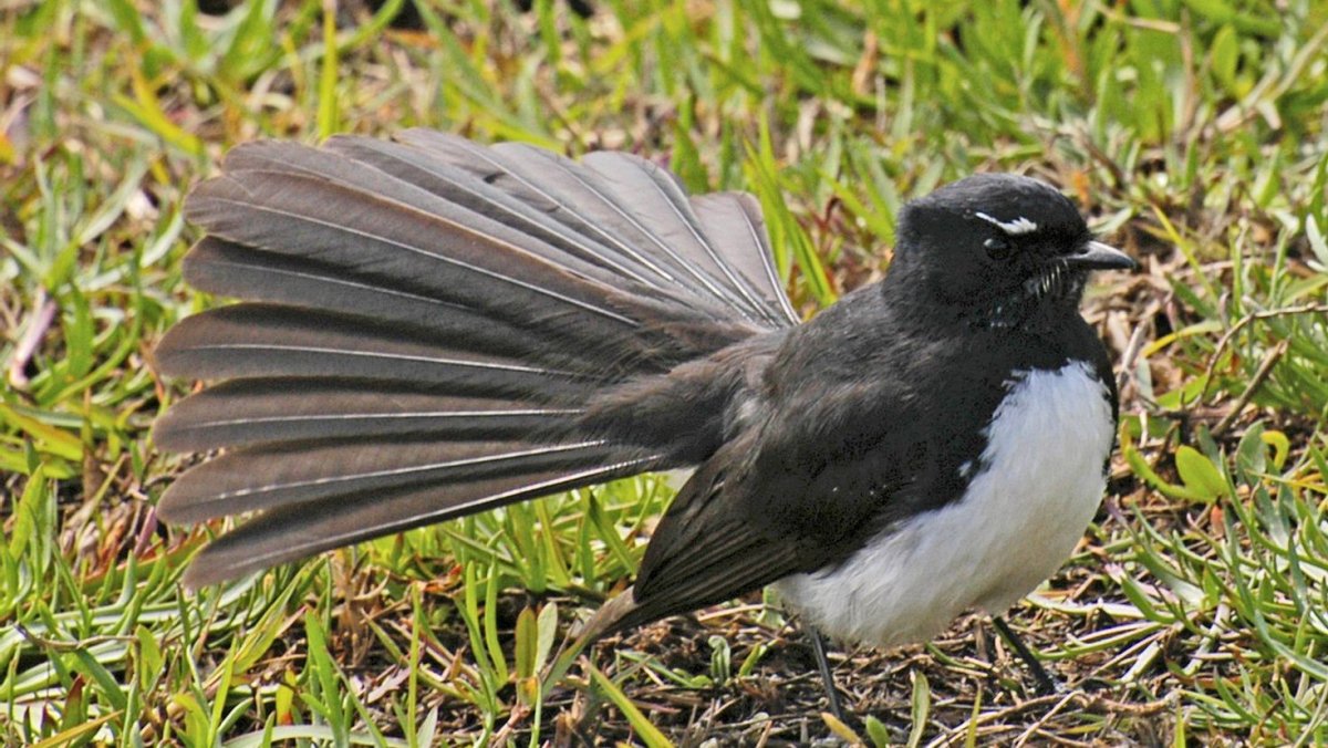 Willie Wagtail