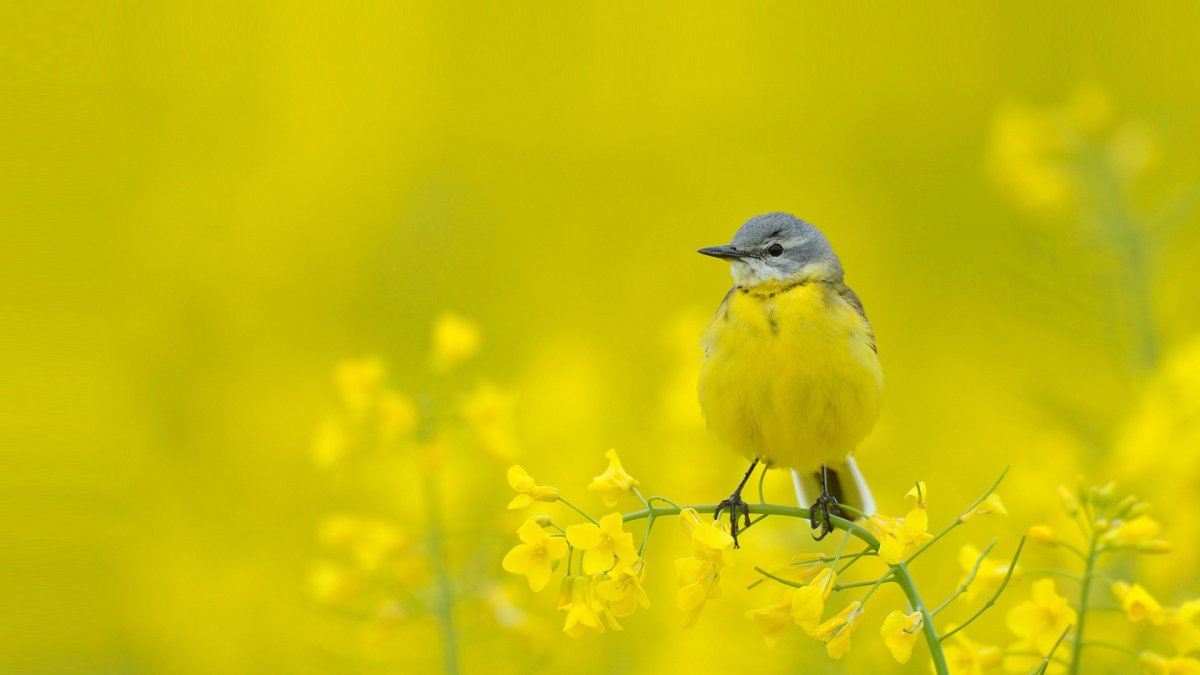Восточный Луговой трупиал