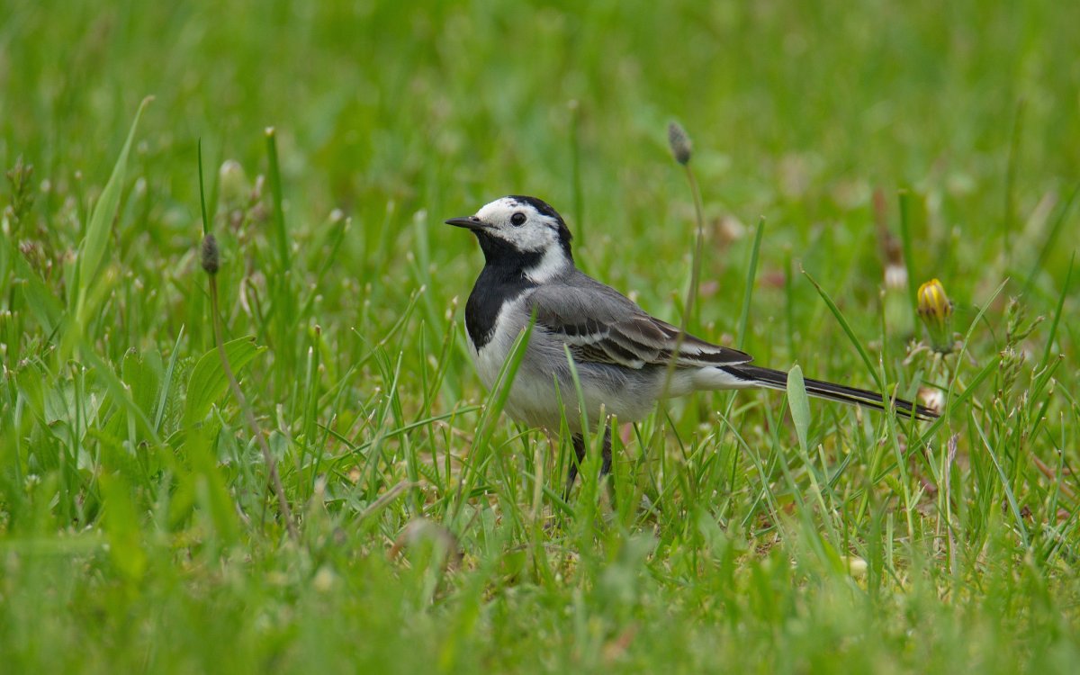 Трясогузка птица почему так назвали