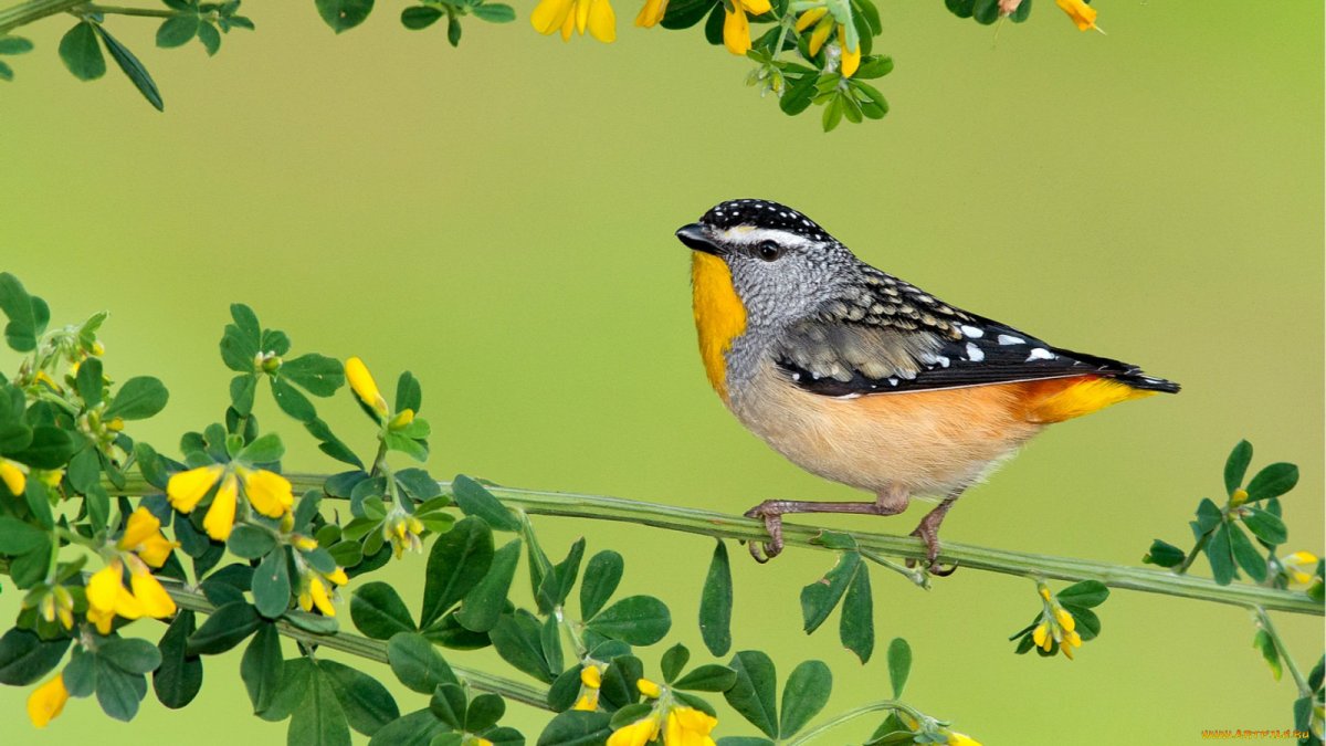 Сорока и трясогузка
