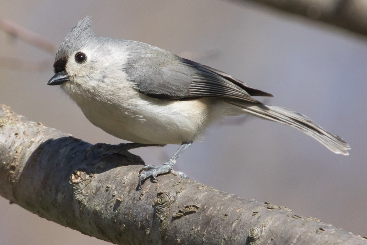 , Перепел, Коростель, Кулик-Чибис.