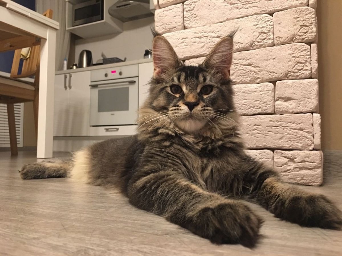 Мейн кун Омар