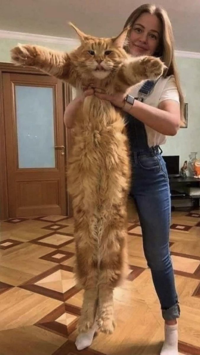 Каракал Гоша Шлеппа