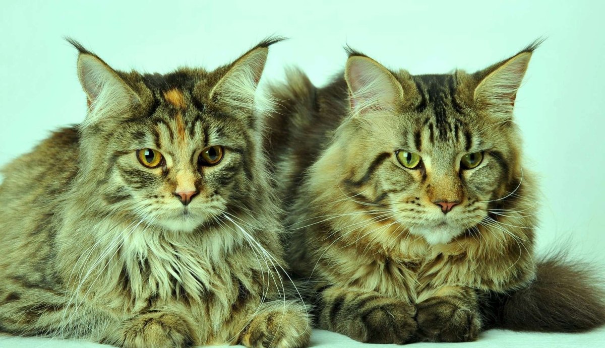 Европейский Мейн кун