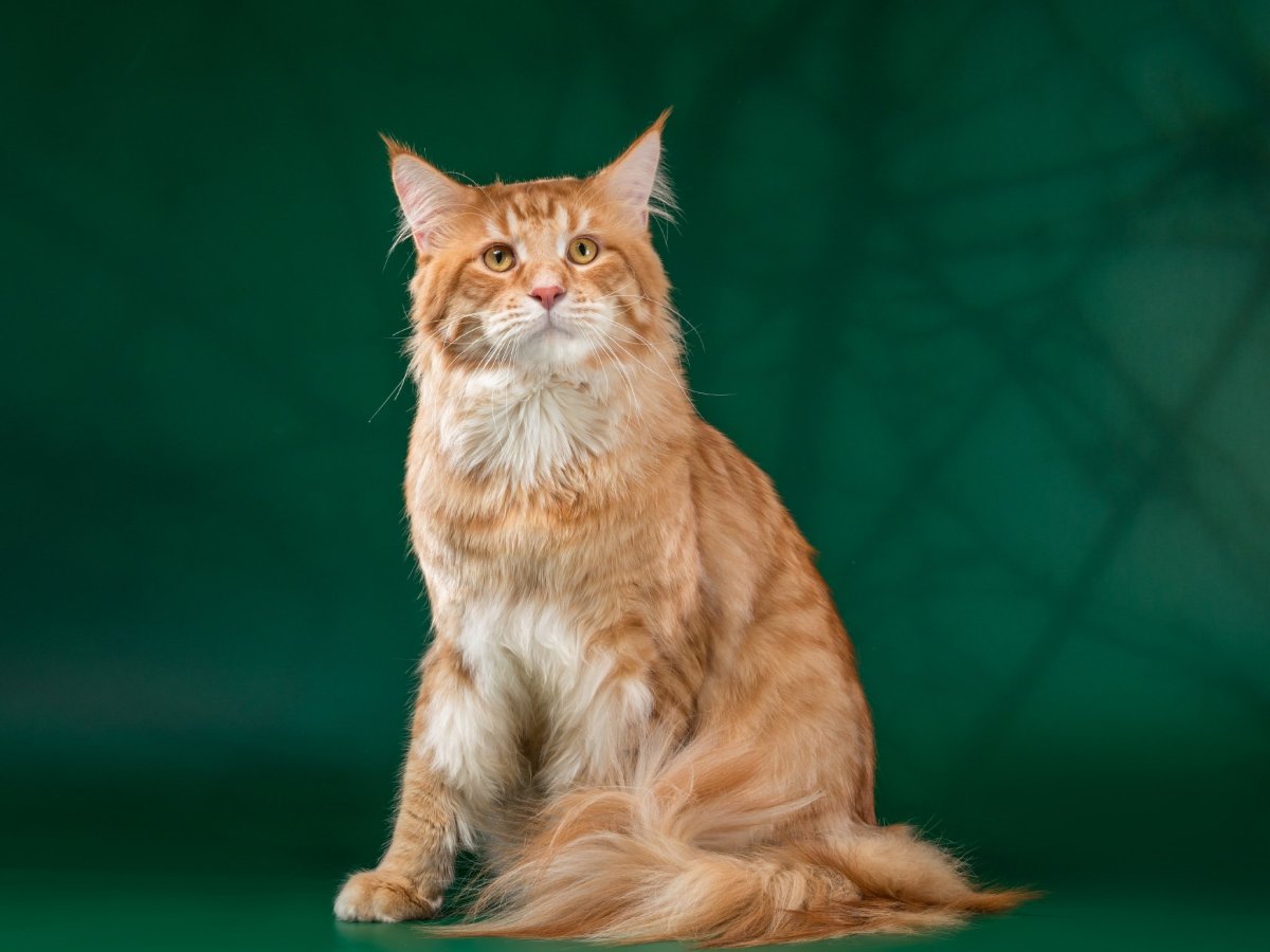 Американский Мейн кун