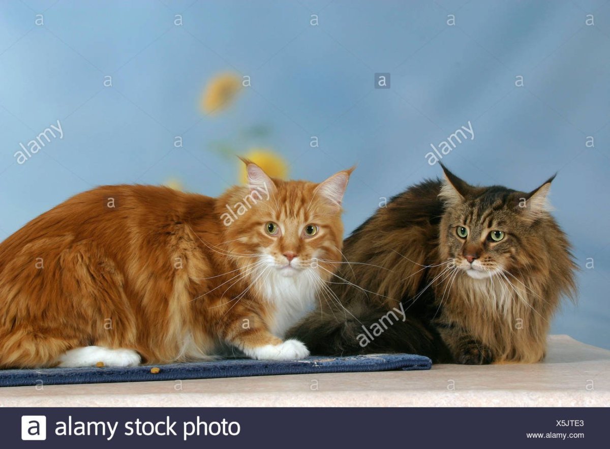 Европейский Мейн-кун кошка