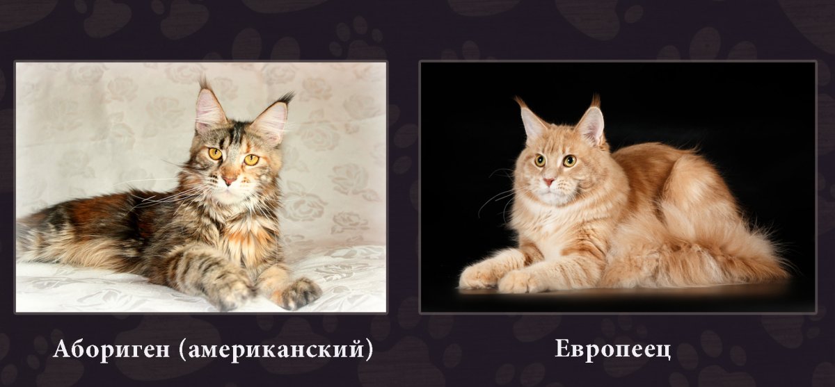 Два Мейн куна