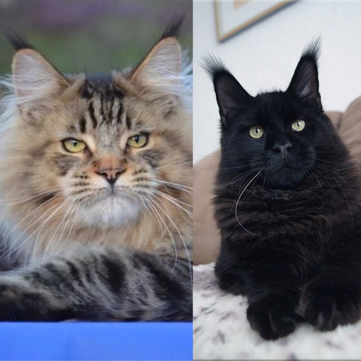 Европейский Мейн кун