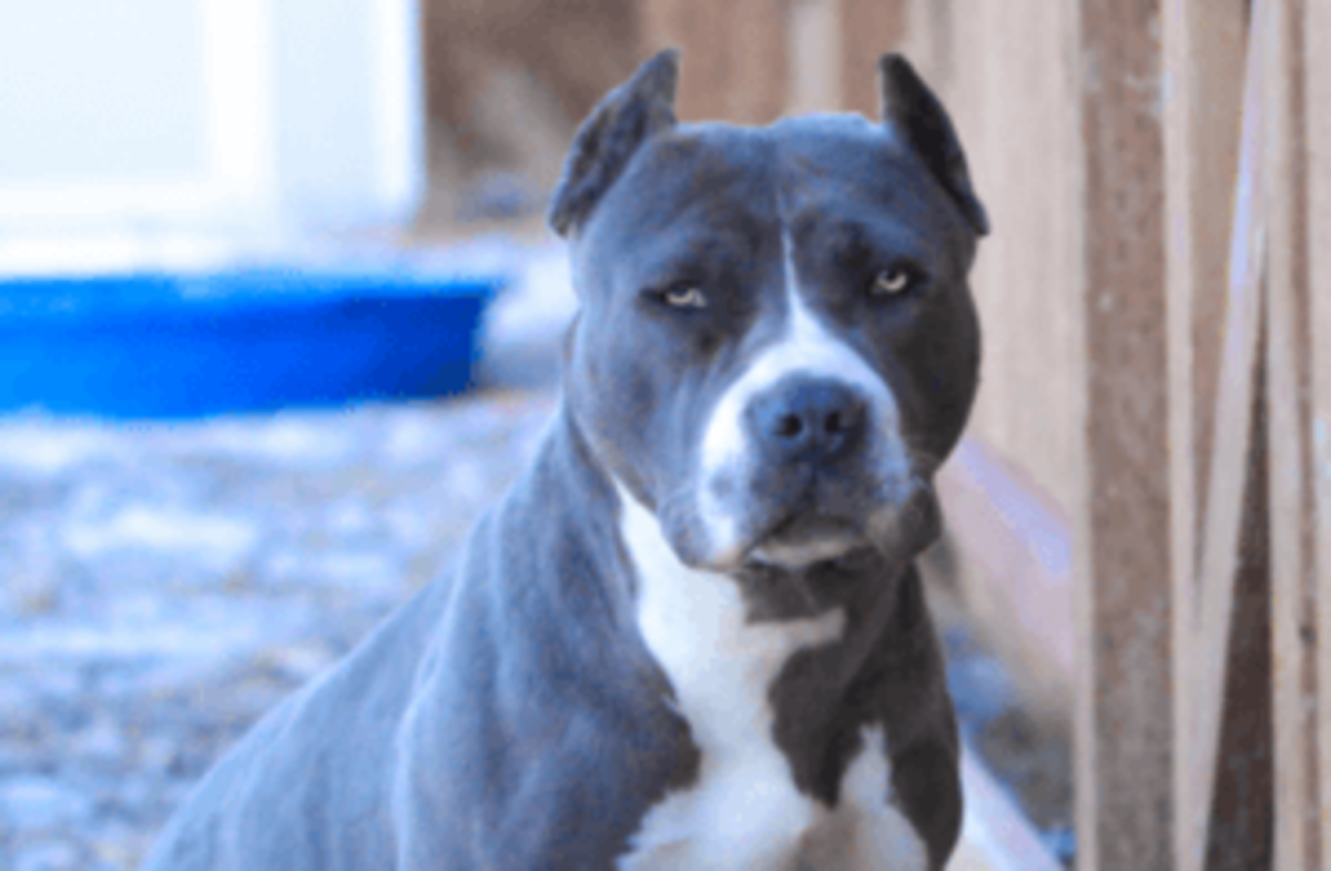 Стаффордширский бультерьер голубой