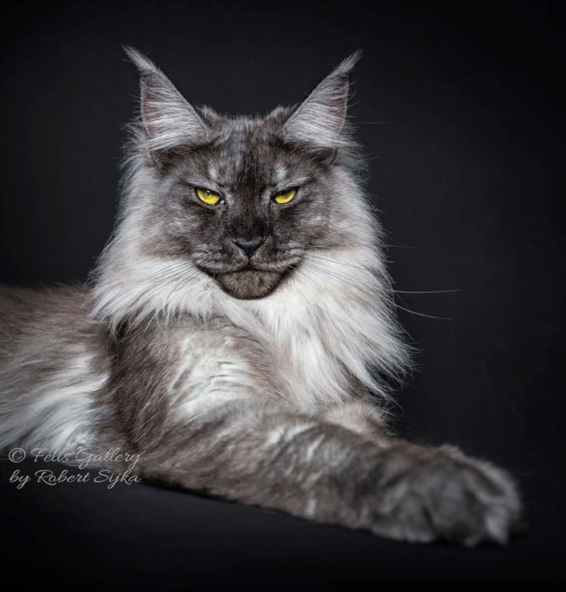 Семейка Мейн кунов