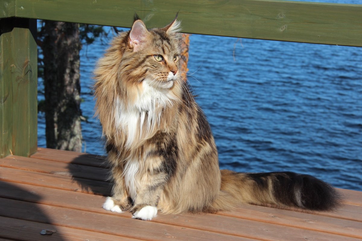 Нибелунги Мейн кун