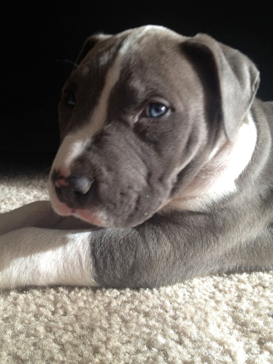 Стаффордширский терьер серый